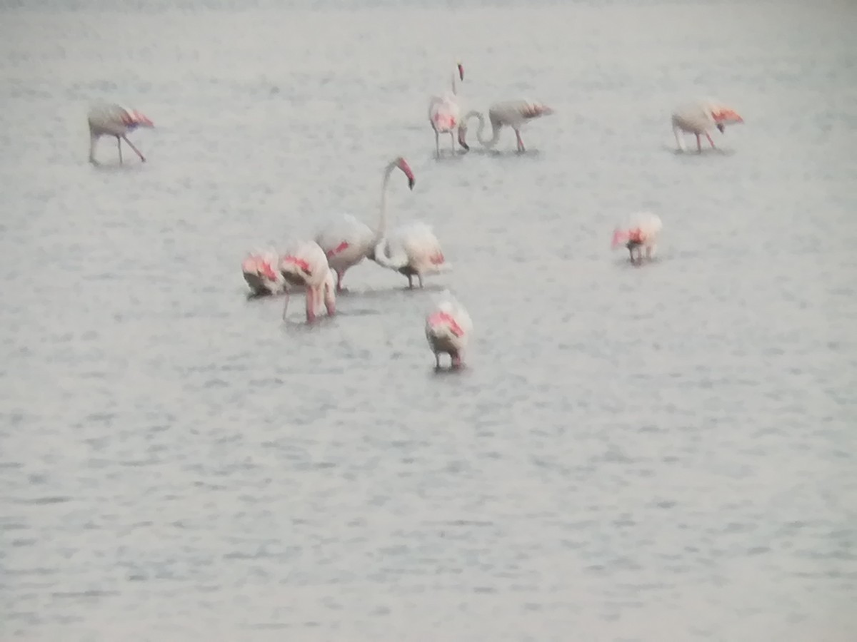 Greater Flamingo - ML113898291