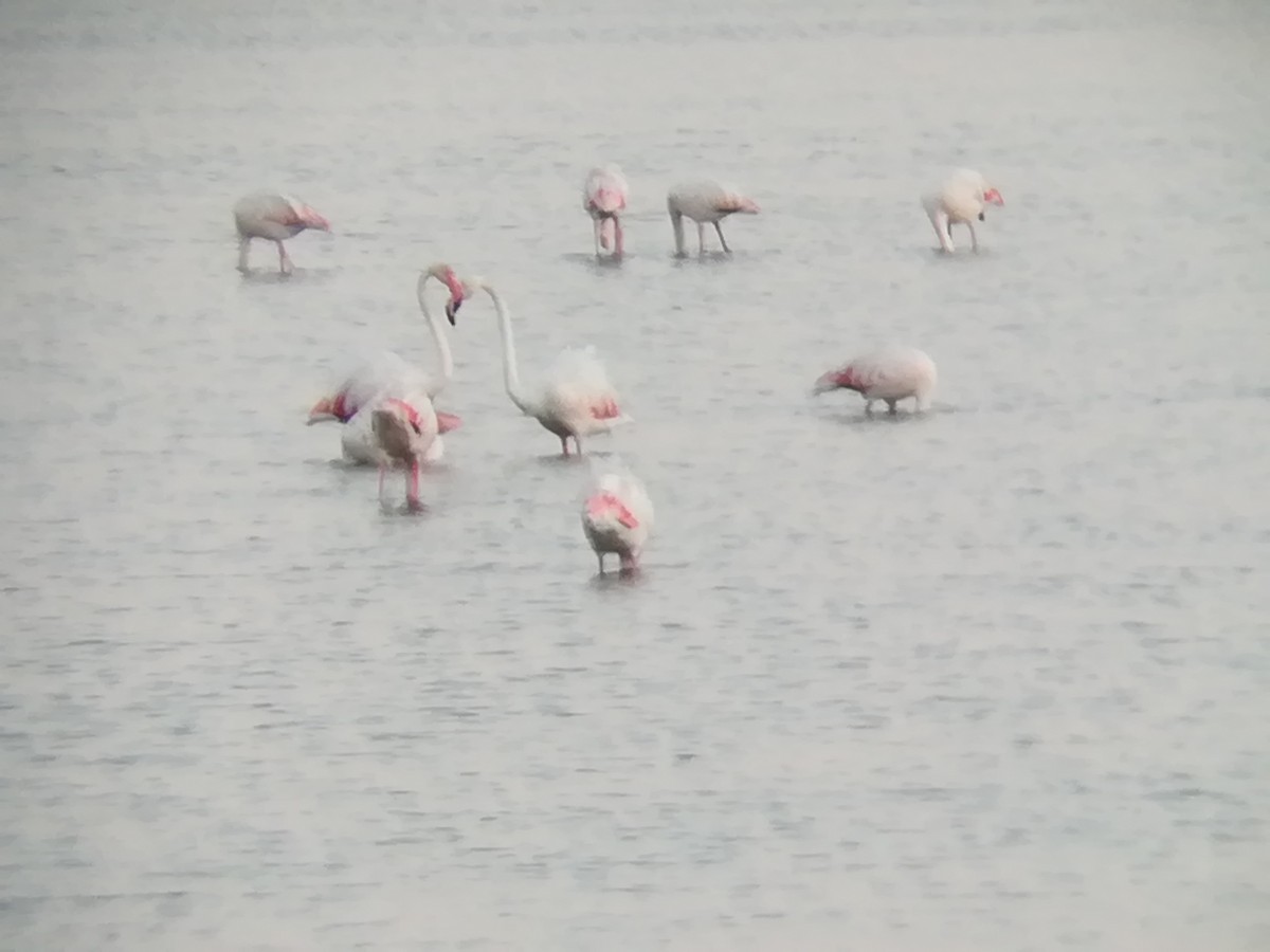 Greater Flamingo - ML113898321