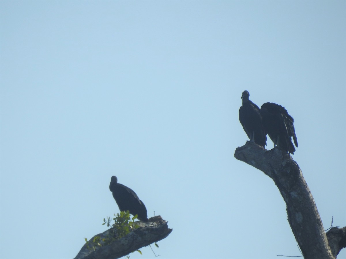 Black Vulture - Javi Barón