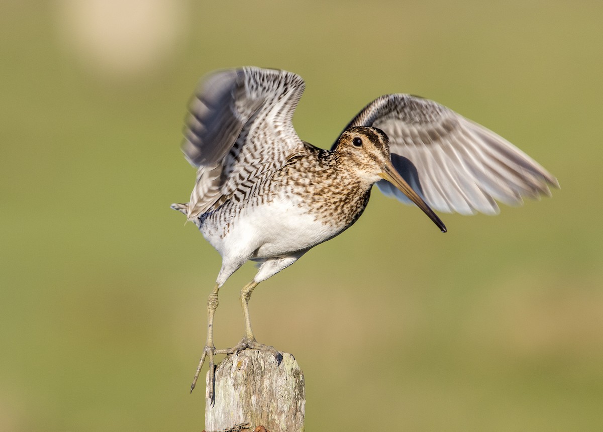 South American Snipe Fernando Farias