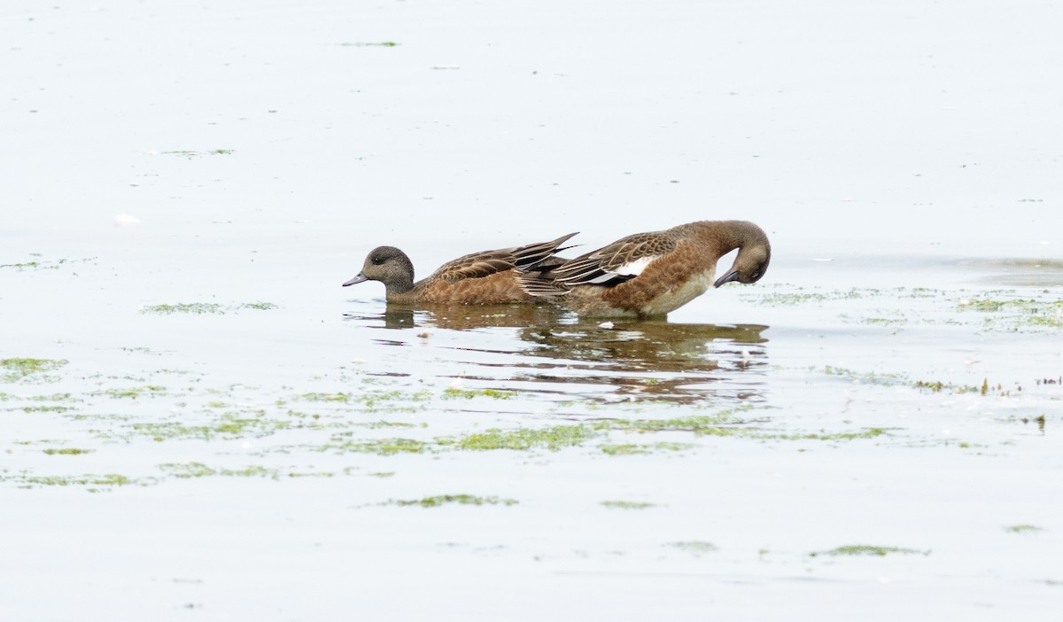 American Wigeon - Patrice St-Pierre