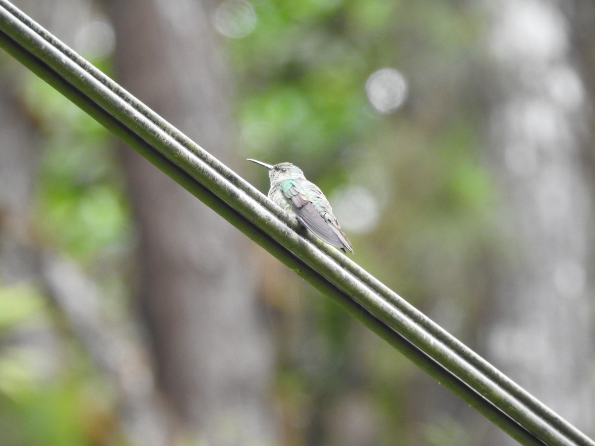 Blue-vented Hummingbird - Javi Barón