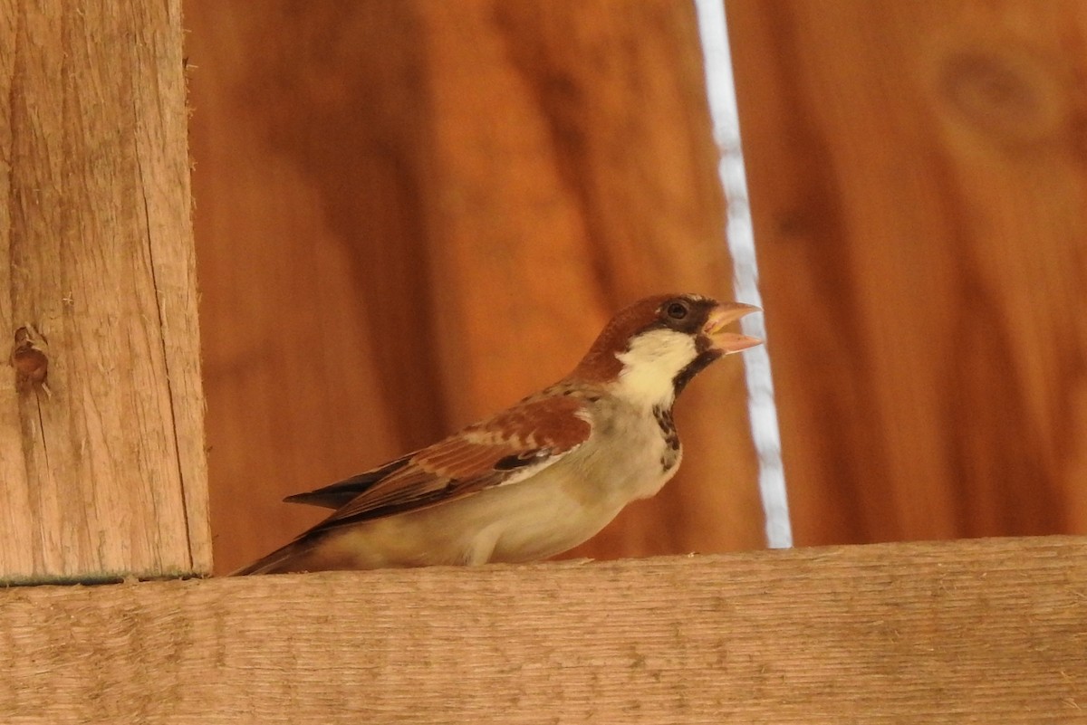 Somali Sparrow - ML113904841