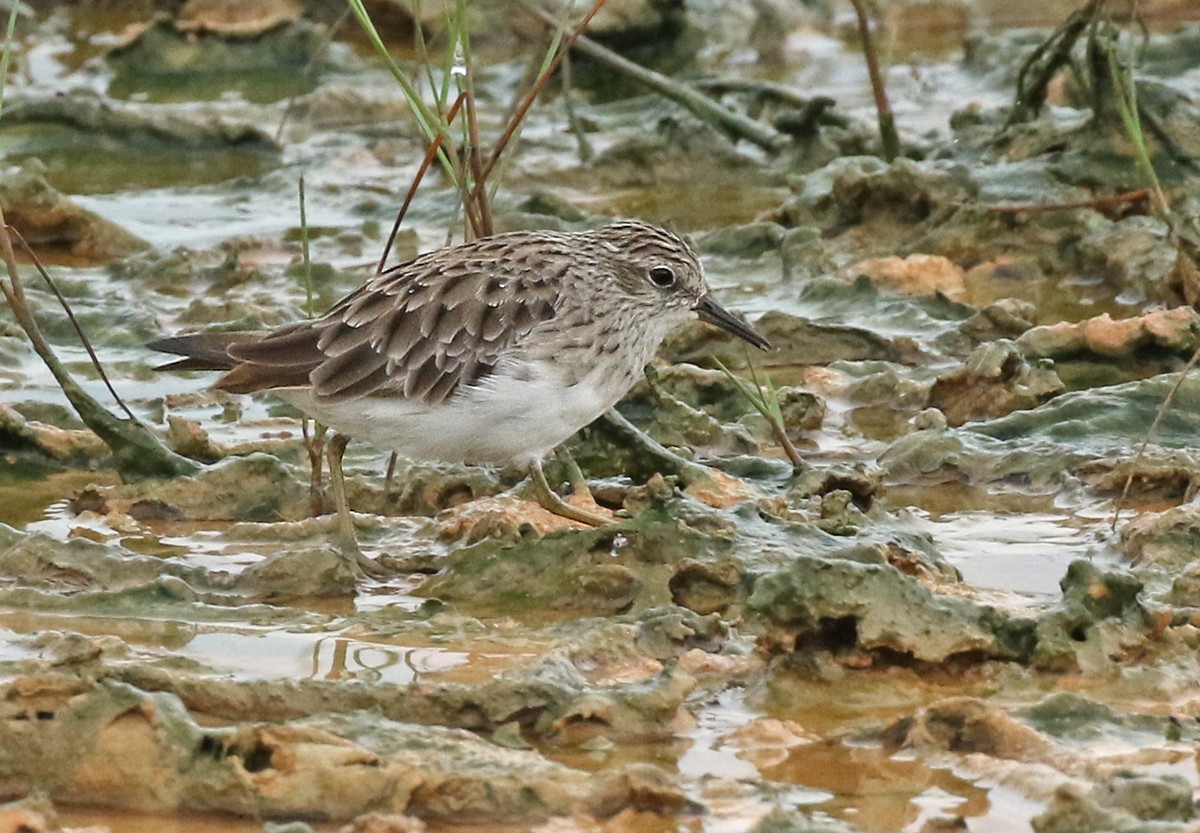 Long-toed Stint - Dave Bakewell