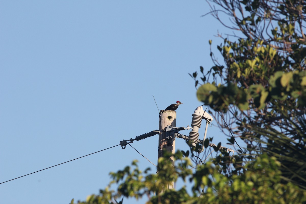Pileated Woodpecker - ML113906981