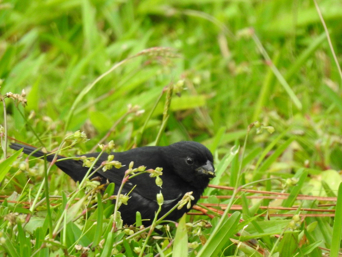 Variable Seedeater - ML113908691