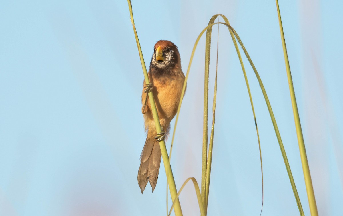 Black-breasted Parrotbill - ML113910851
