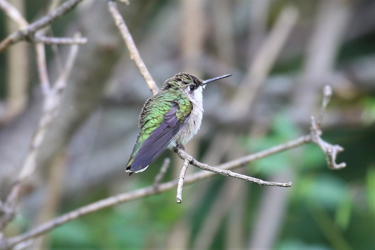 Ruby-throated Hummingbird - Dan Orr