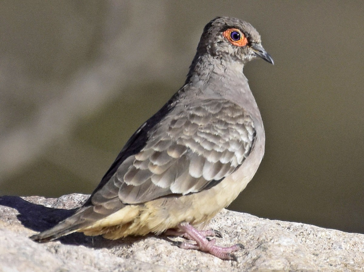 Barefaced Ground Dove Metriopelia ceciliae Birds of the World