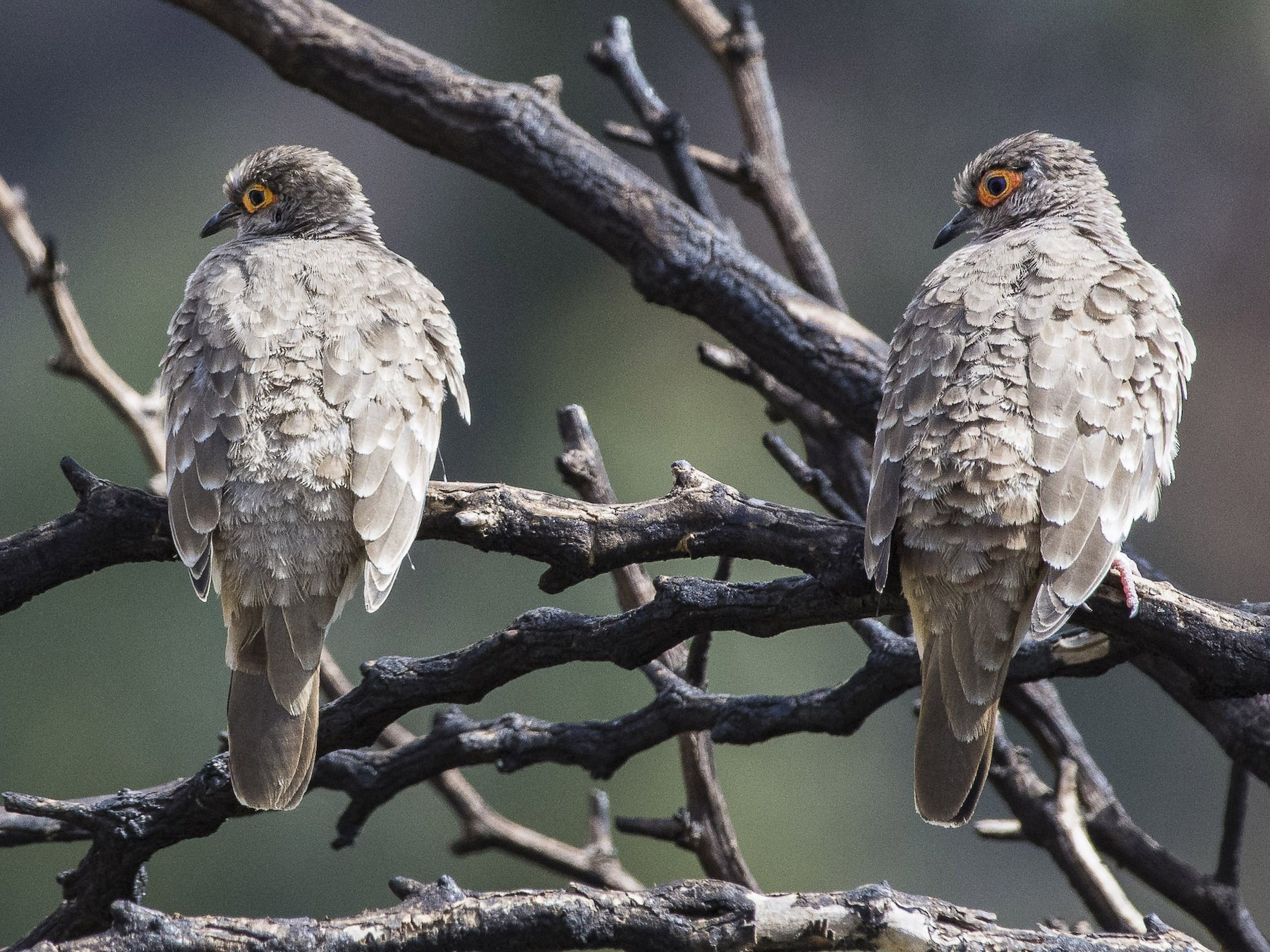 Palomita cascabelita - eBird