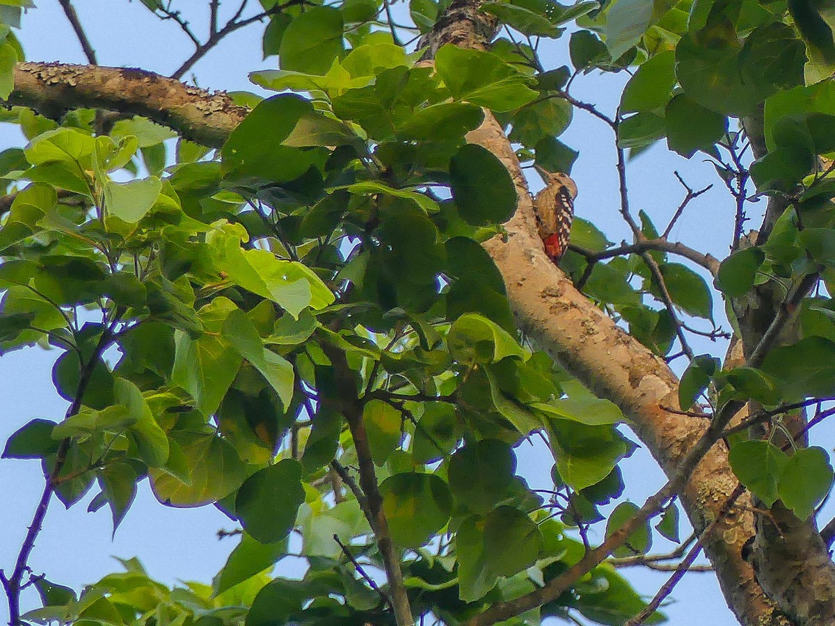 Fulvous-breasted Woodpecker - ML113914531