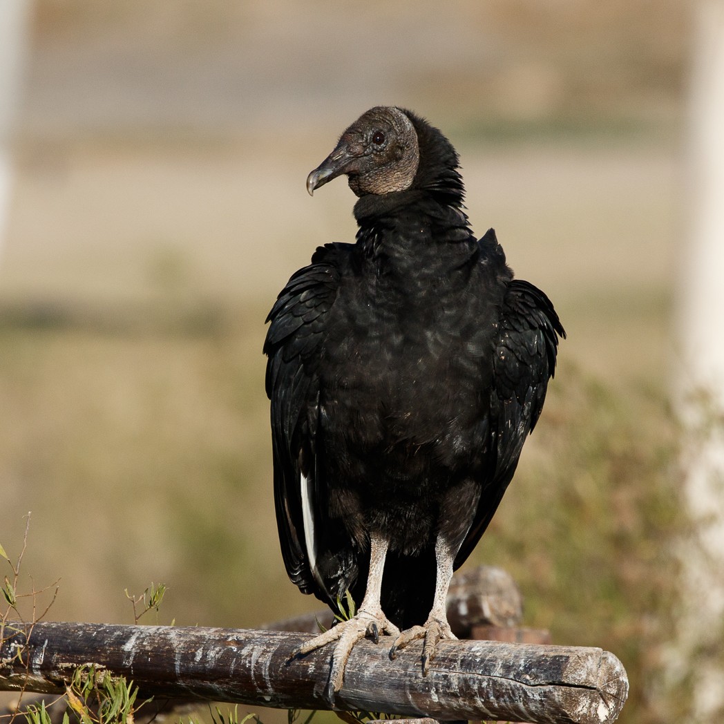 Black Vulture - ML113914911