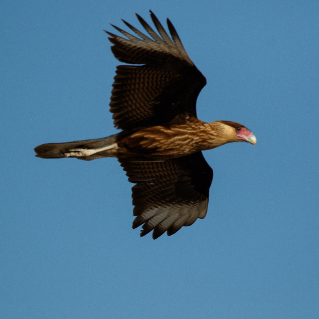 Crested Caracara (Southern) - ML113914941