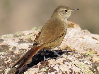  - Sharp-billed Canastero