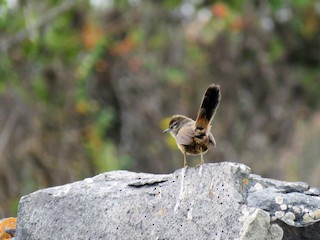  - Dusky-tailed Canastero