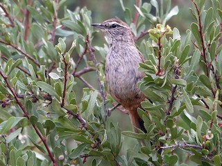  - Dusky-tailed Canastero