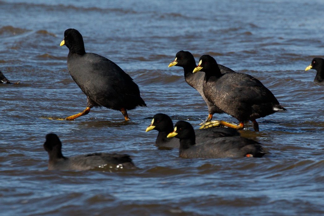 Red-gartered Coot - ML113917351