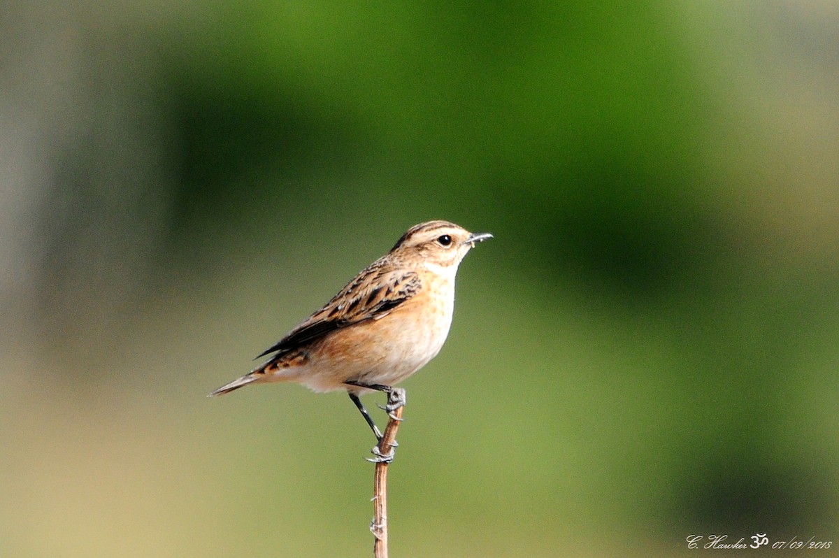 Whinchat - ML113919941