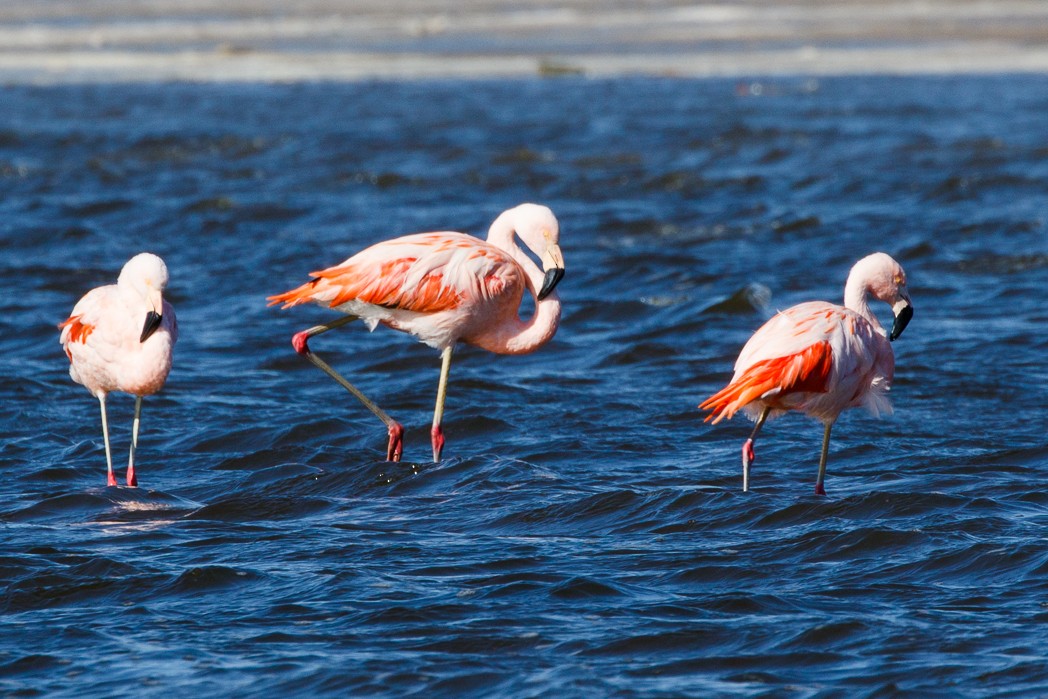 Şili Flamingosu - ML113921081
