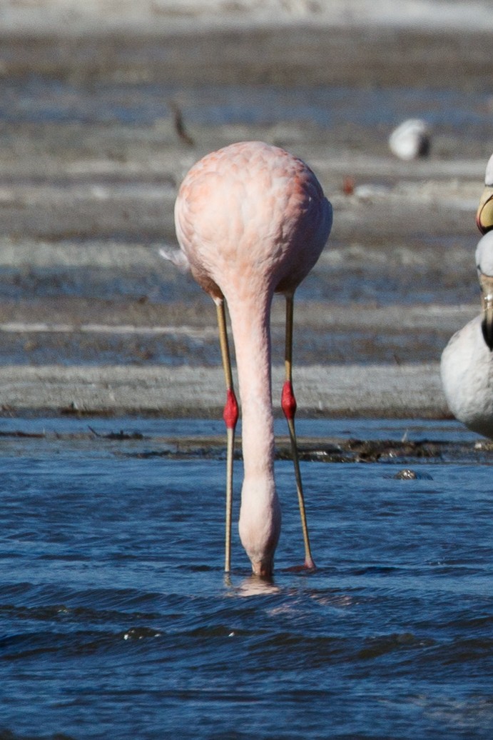 Şili Flamingosu - ML113921101