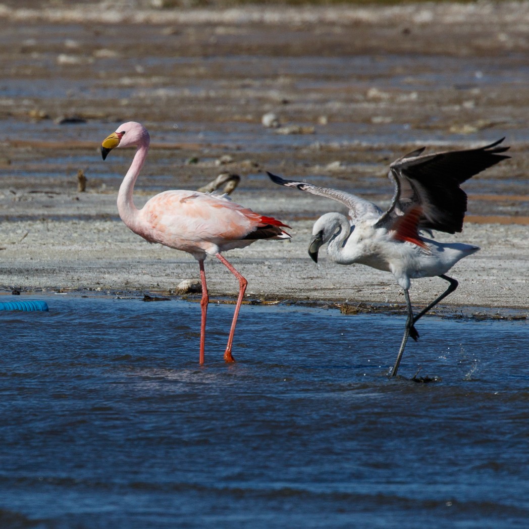 Puna Flamingosu - ML113921131