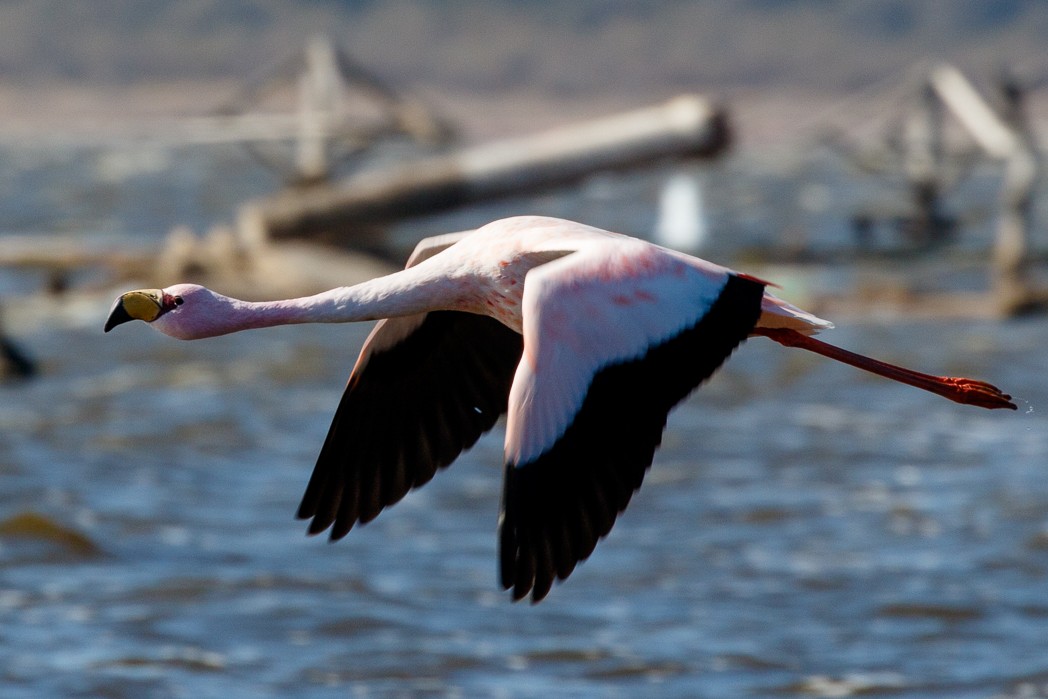 Puna Flamingosu - ML113921321
