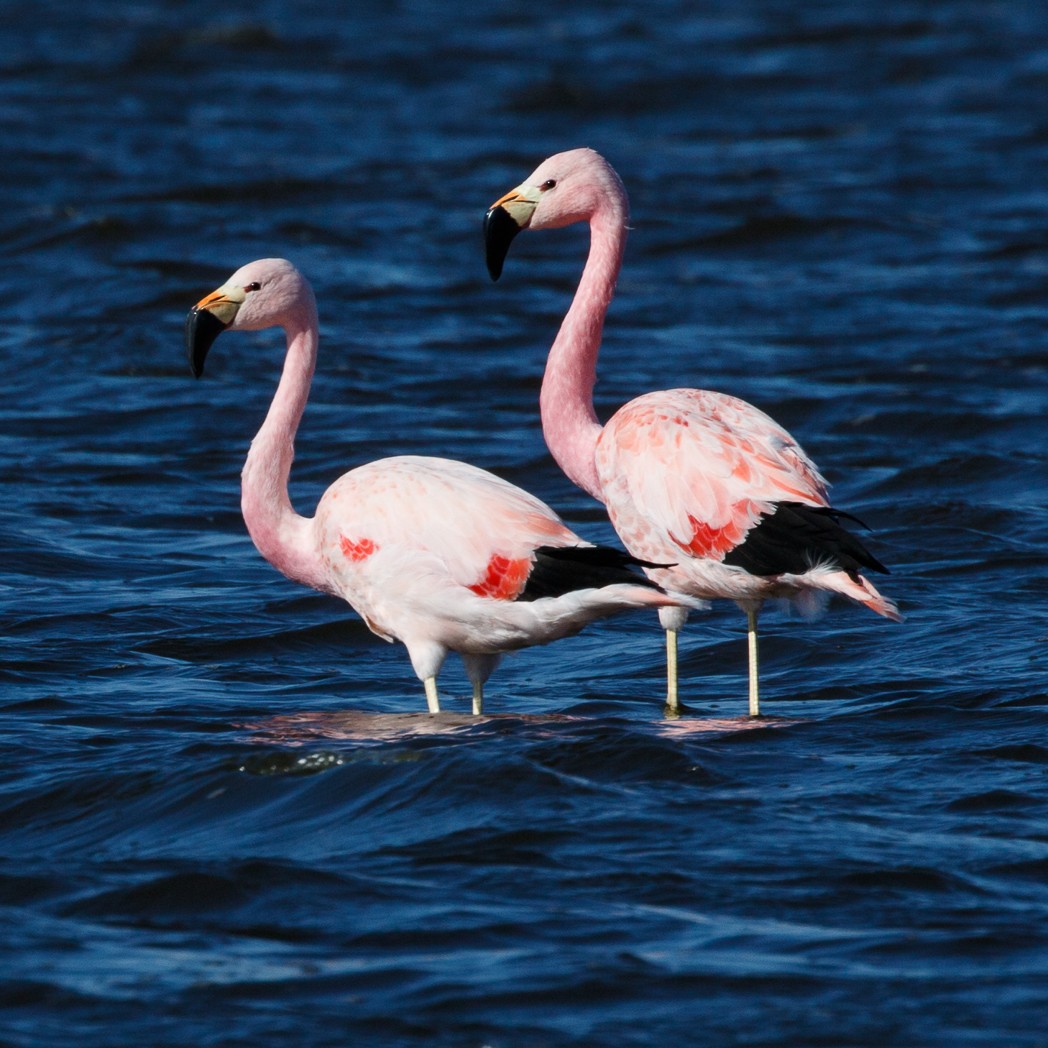 Andean Flamingo - Silvia Faustino Linhares