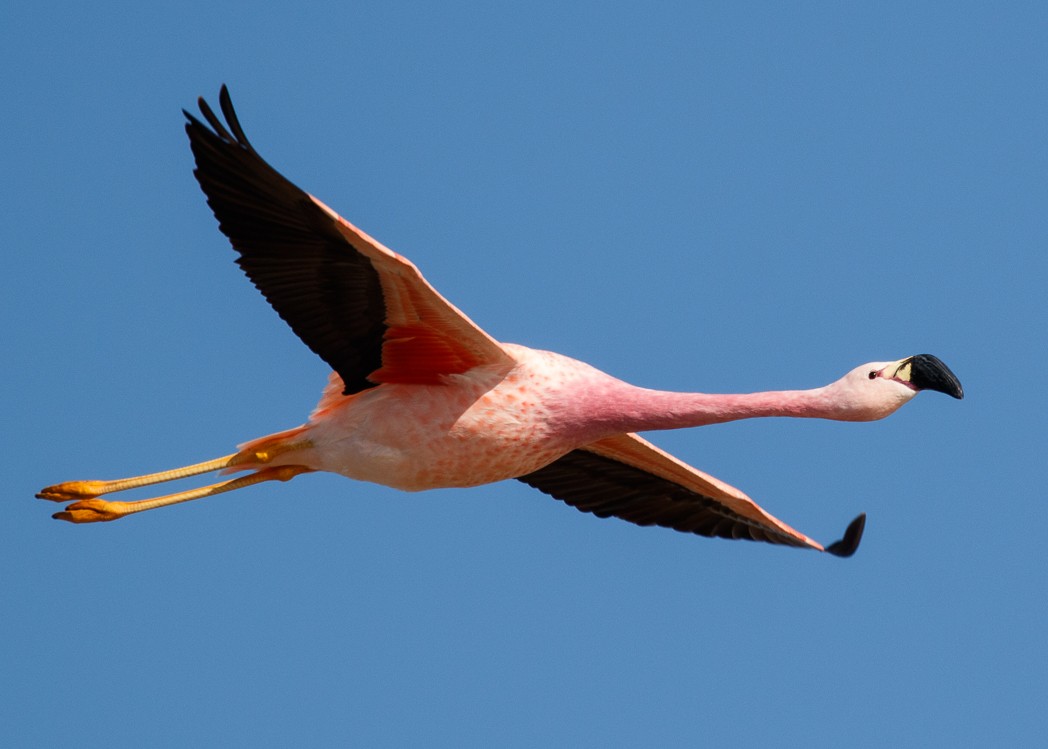 Andean Flamingo - Silvia Faustino Linhares