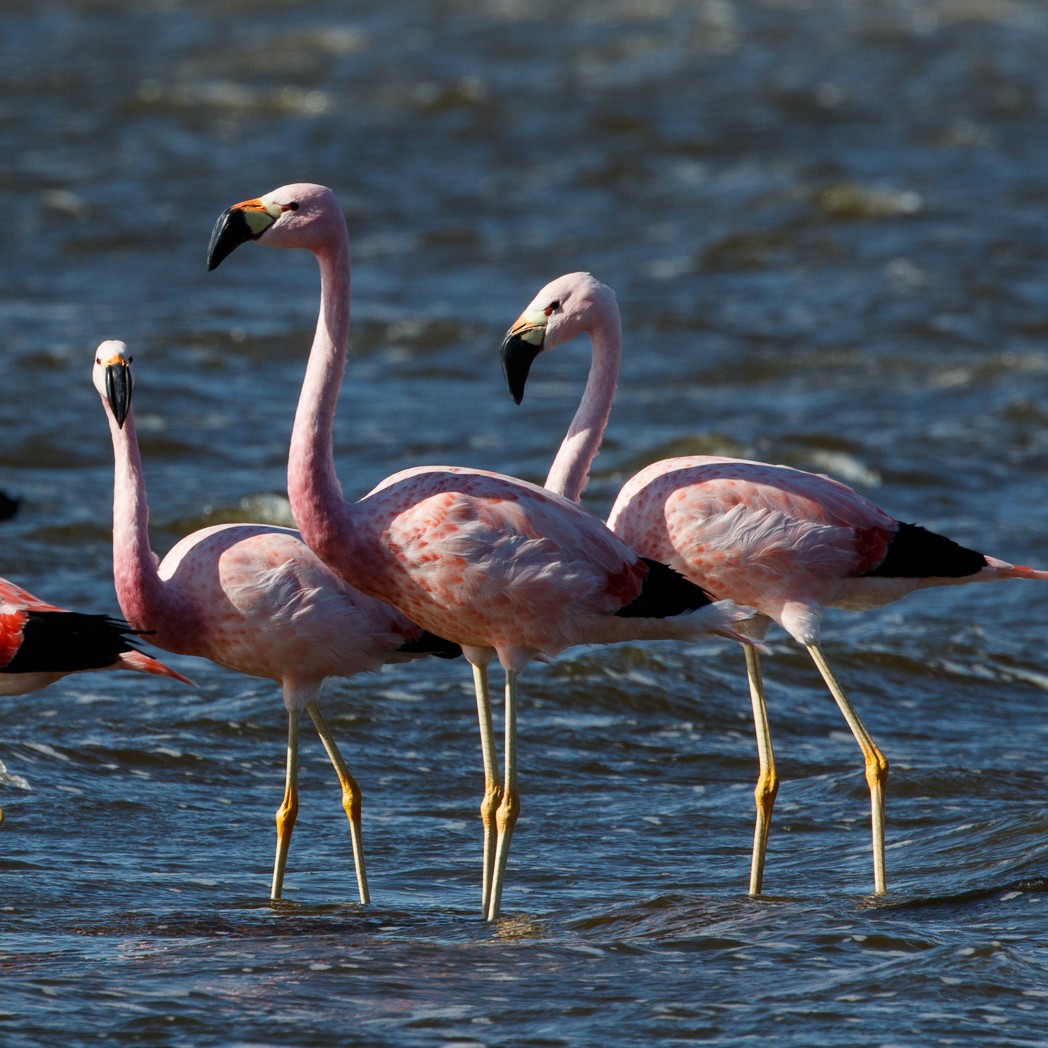And Flamingosu - ML113921521