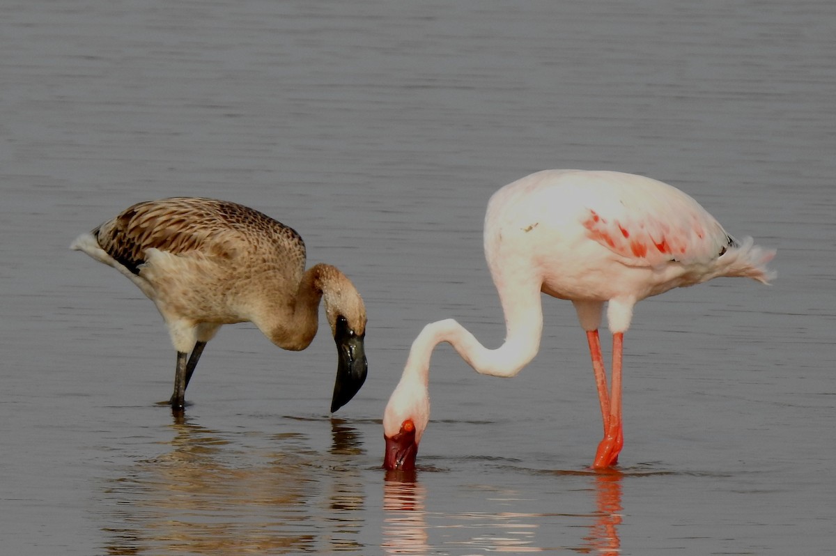 Lesser Flamingo - ML113921801