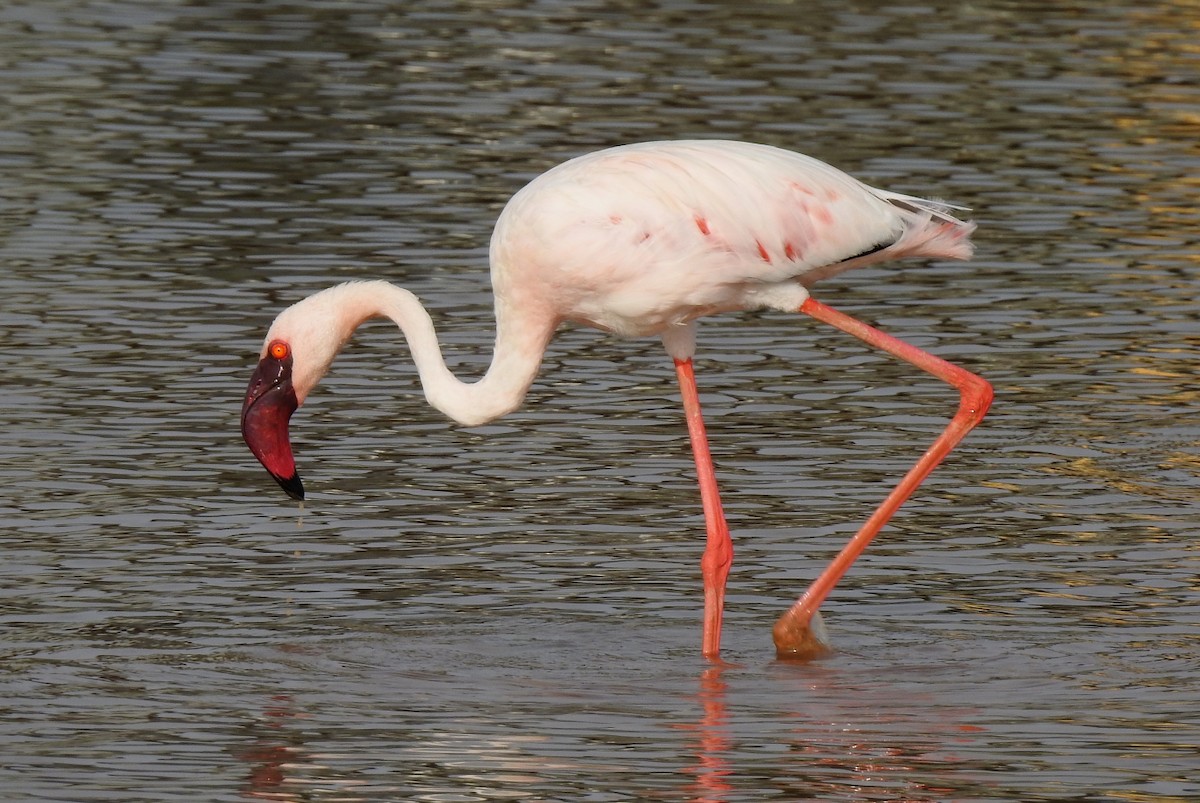 Lesser Flamingo - Pedro Moreira