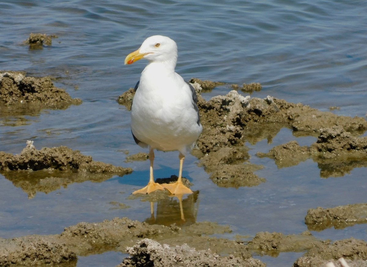 Yellow-footed Gull - ML113925471