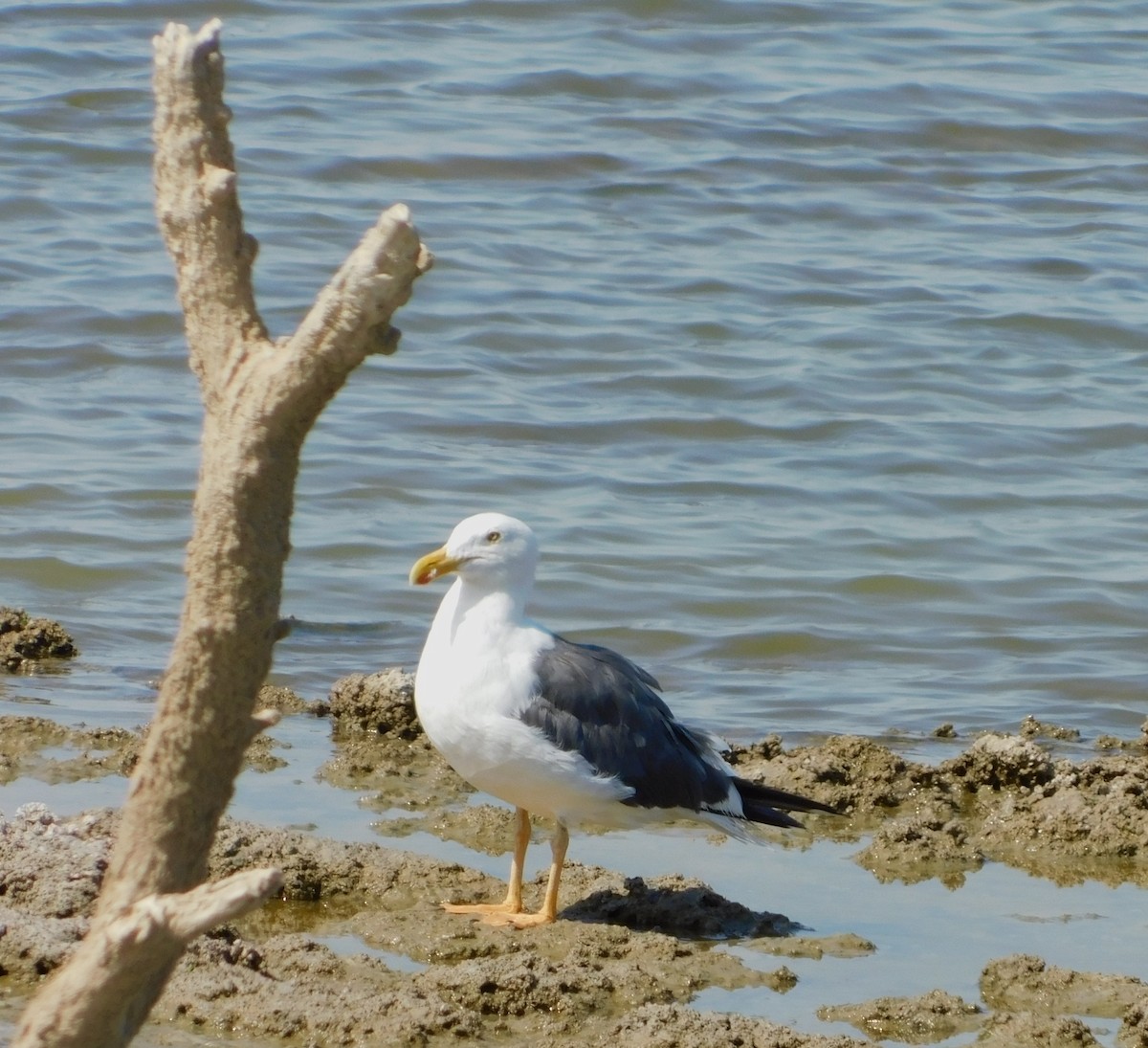 Yellow-footed Gull - ML113925481