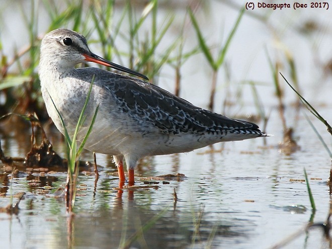 Spotted Redshank - ML113925821