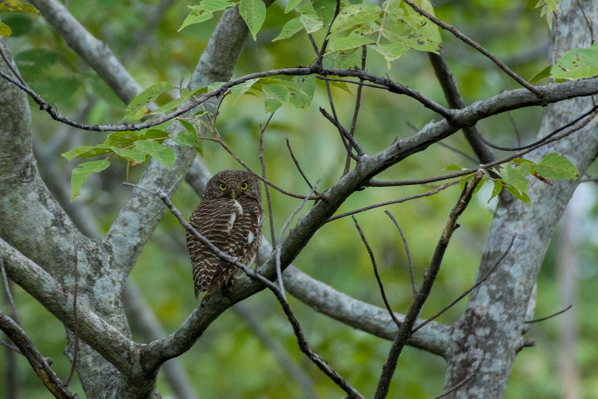 Asian Barred Owlet - ML113926601