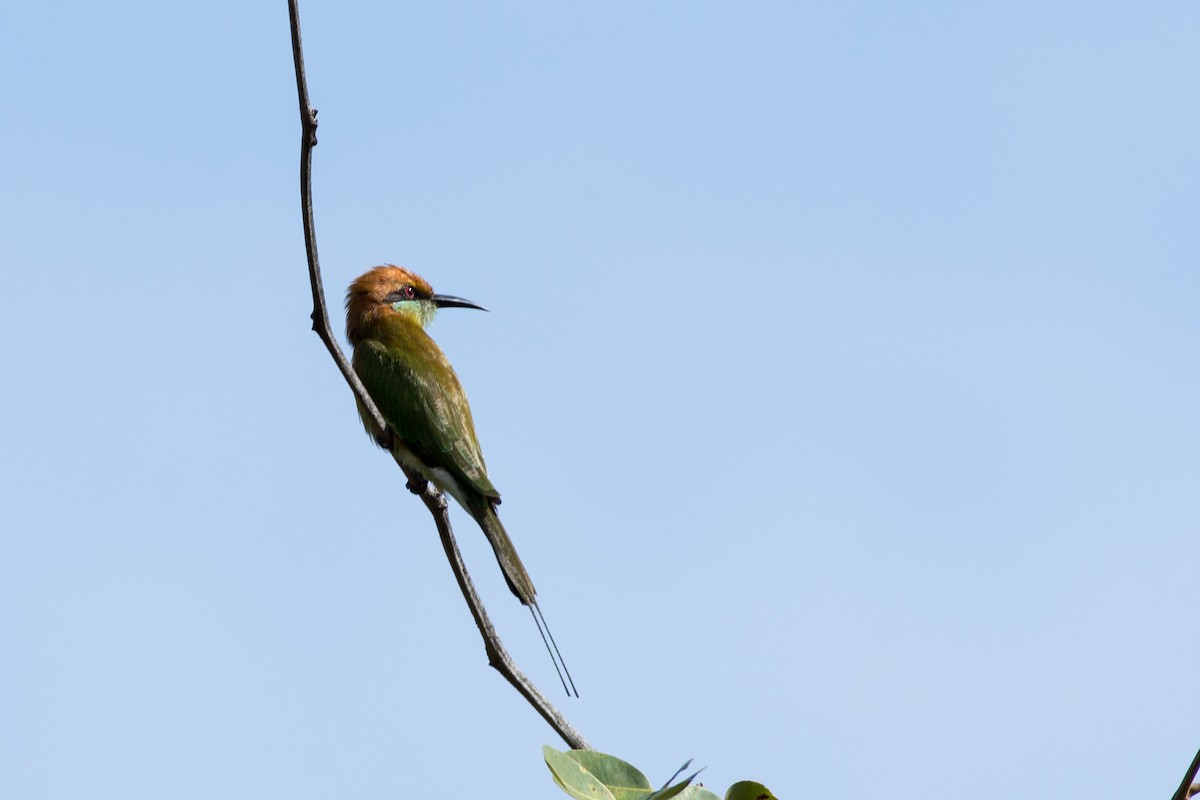 Asian Green Bee-eater - Chanon Chirachitmichai
