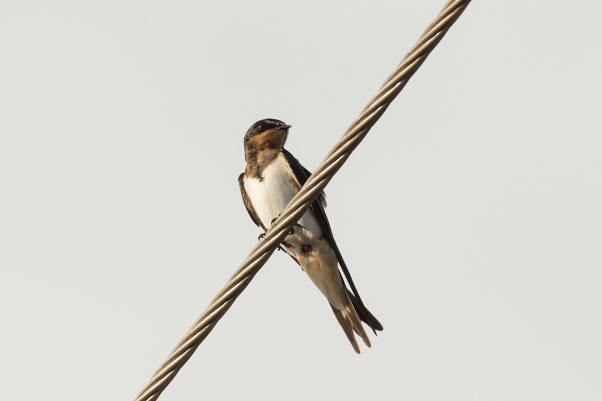 Barn Swallow - Chanon Chirachitmichai