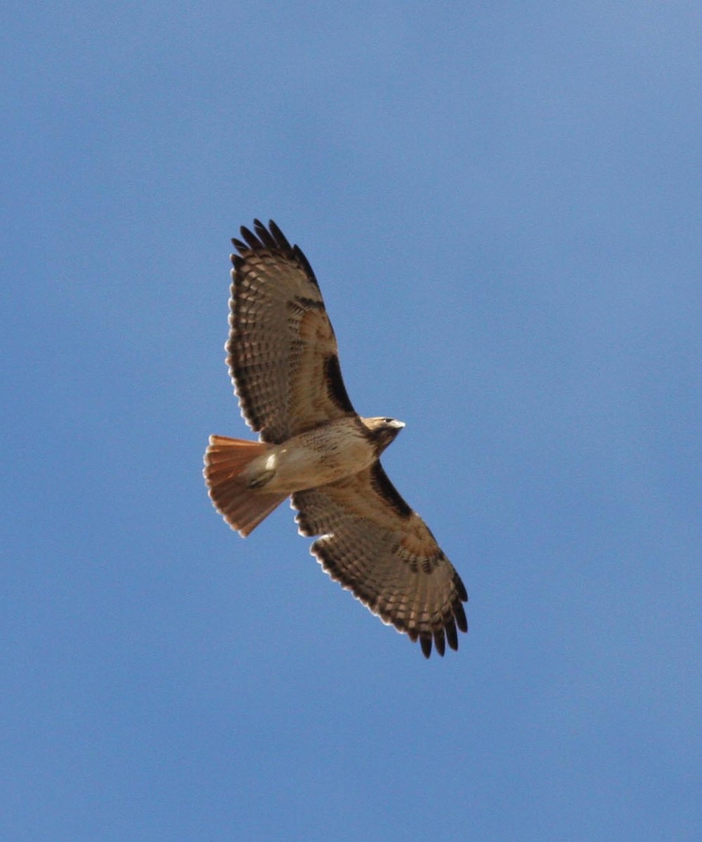 Red-tailed Hawk - ML113932711