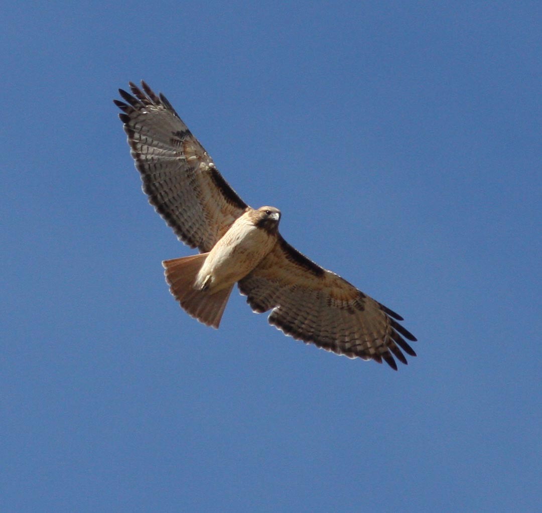 Red-tailed Hawk - David Vander Pluym