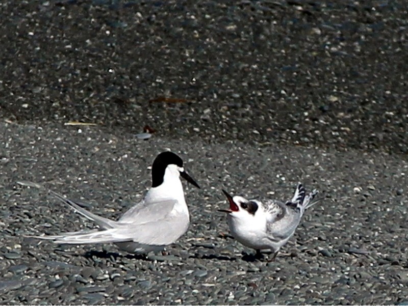 White-fronted Tern - ML113932921