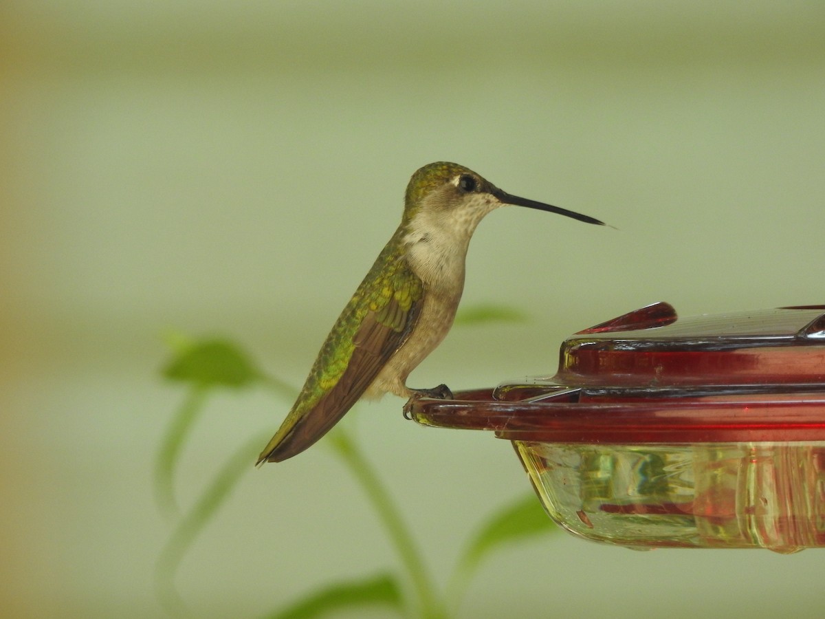 Ruby-throated Hummingbird - ML113935841