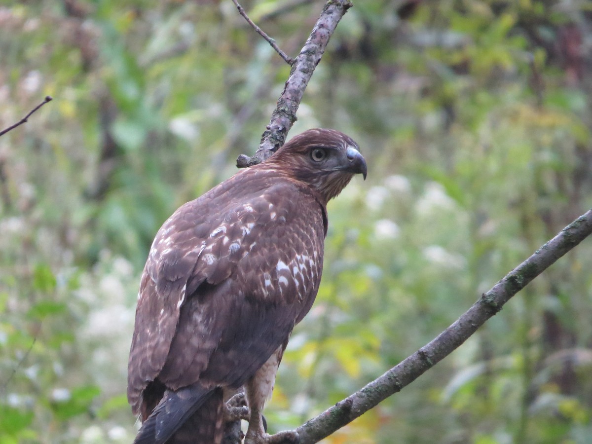 Red-tailed Hawk - ML113937601