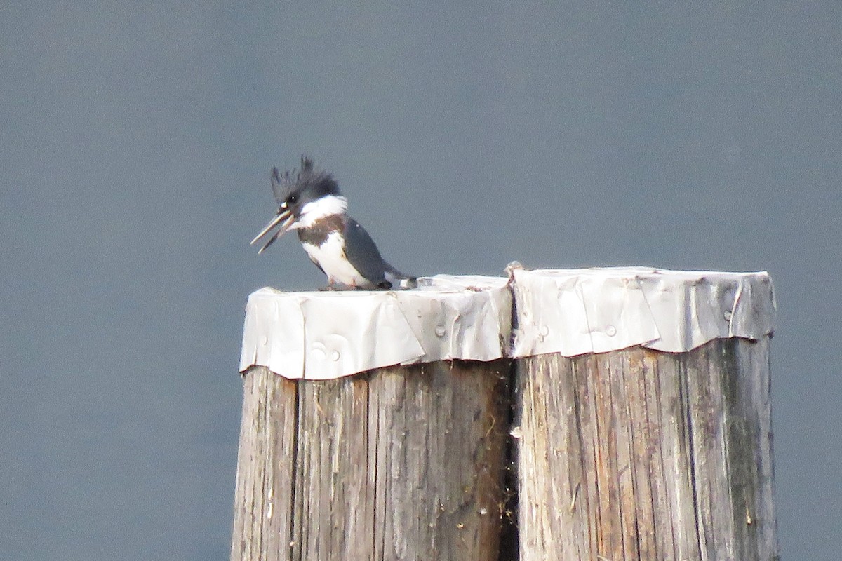 Belted Kingfisher - Michael Morris