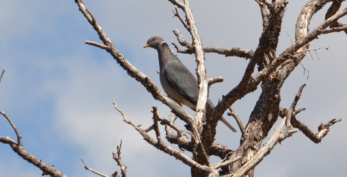 Band-tailed Pigeon - David Lusk