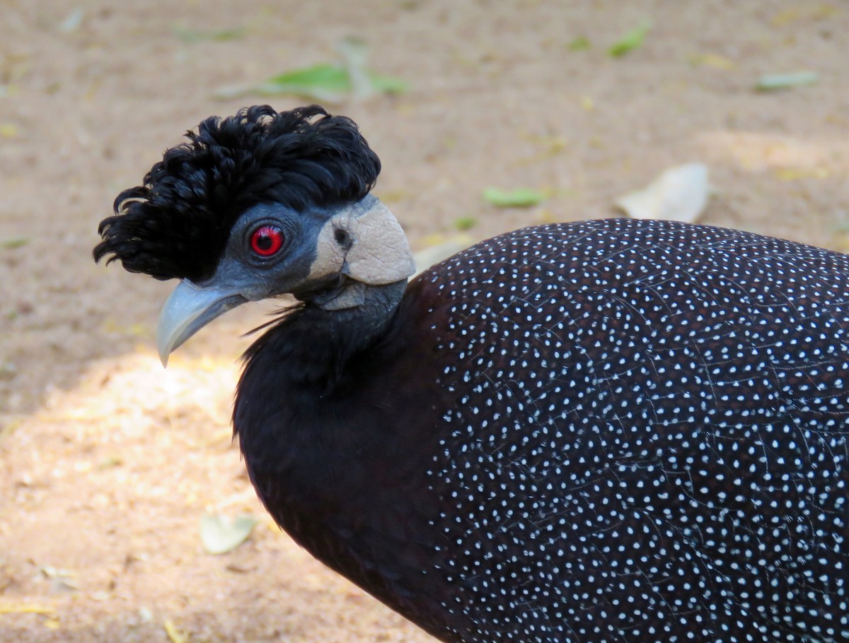 Southern Crested Guineafowl - Mich Coker