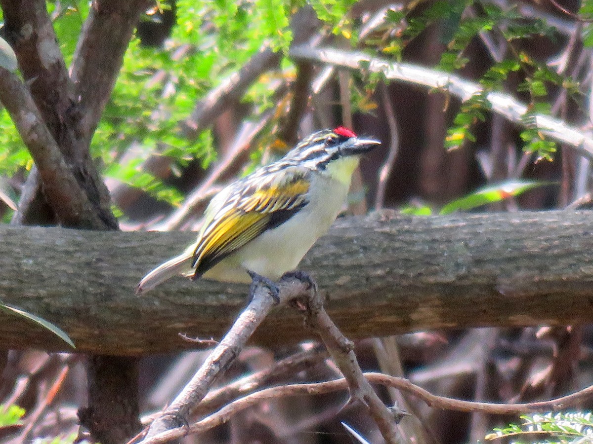 Red-fronted Tinkerbird - Mich Coker