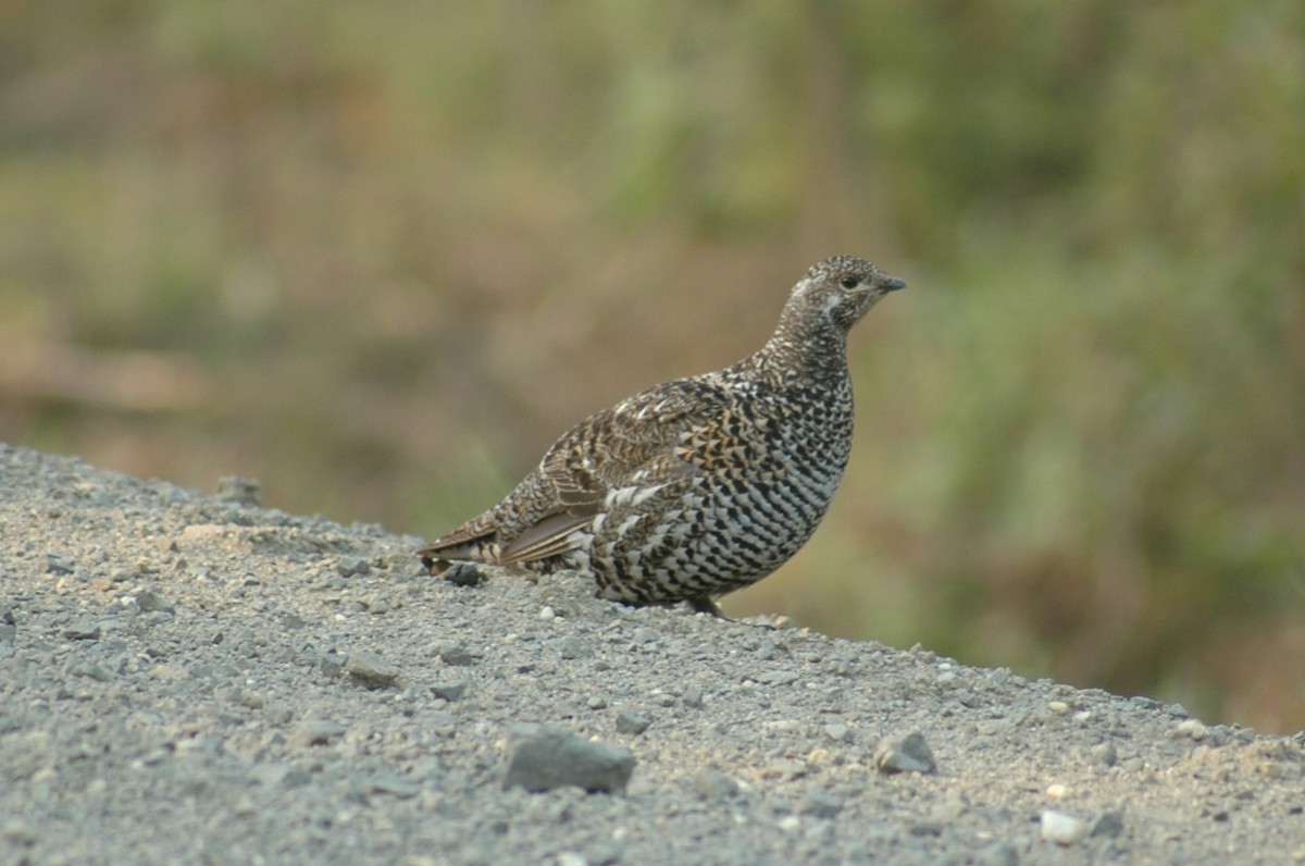 Spruce Grouse - Sue Riffe