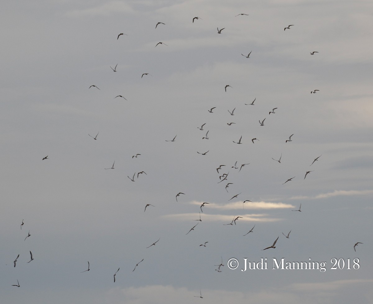 Common Tern - Carl & Judi Manning