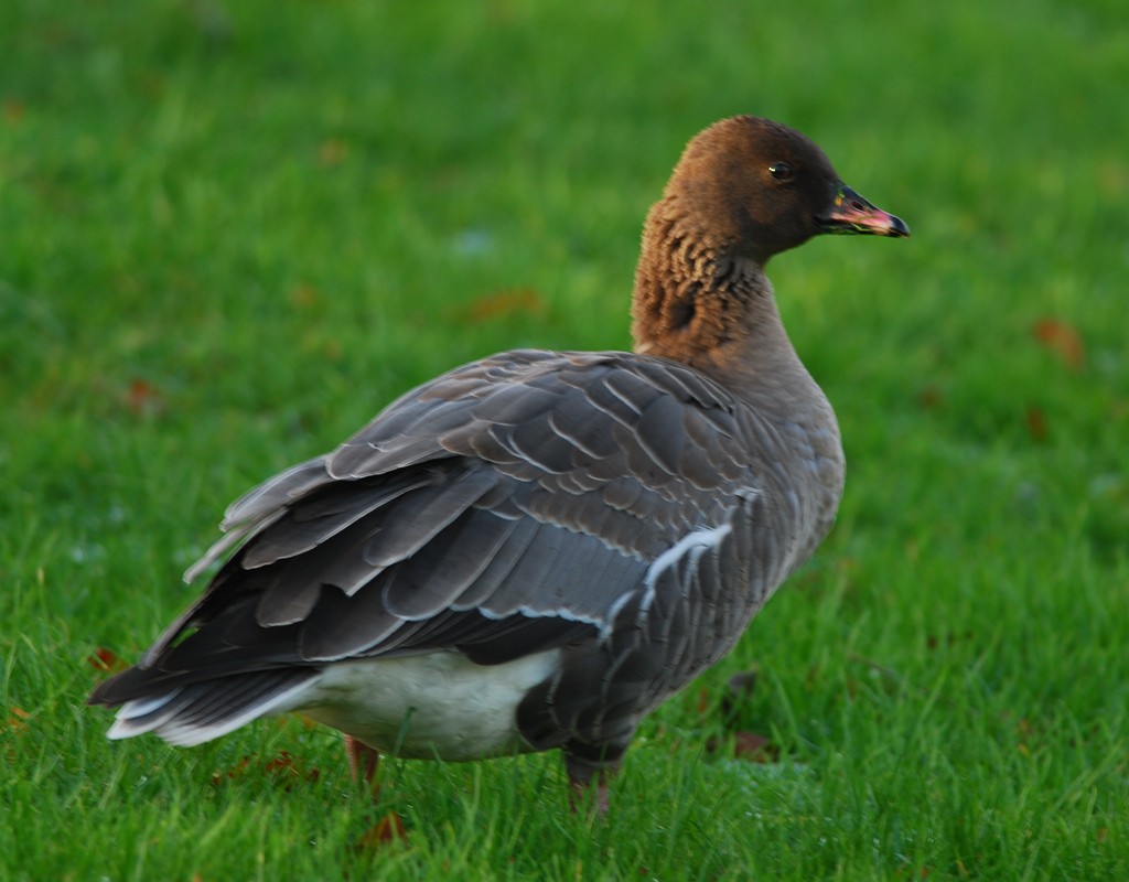 Pink-footed Goose - Keith Robson