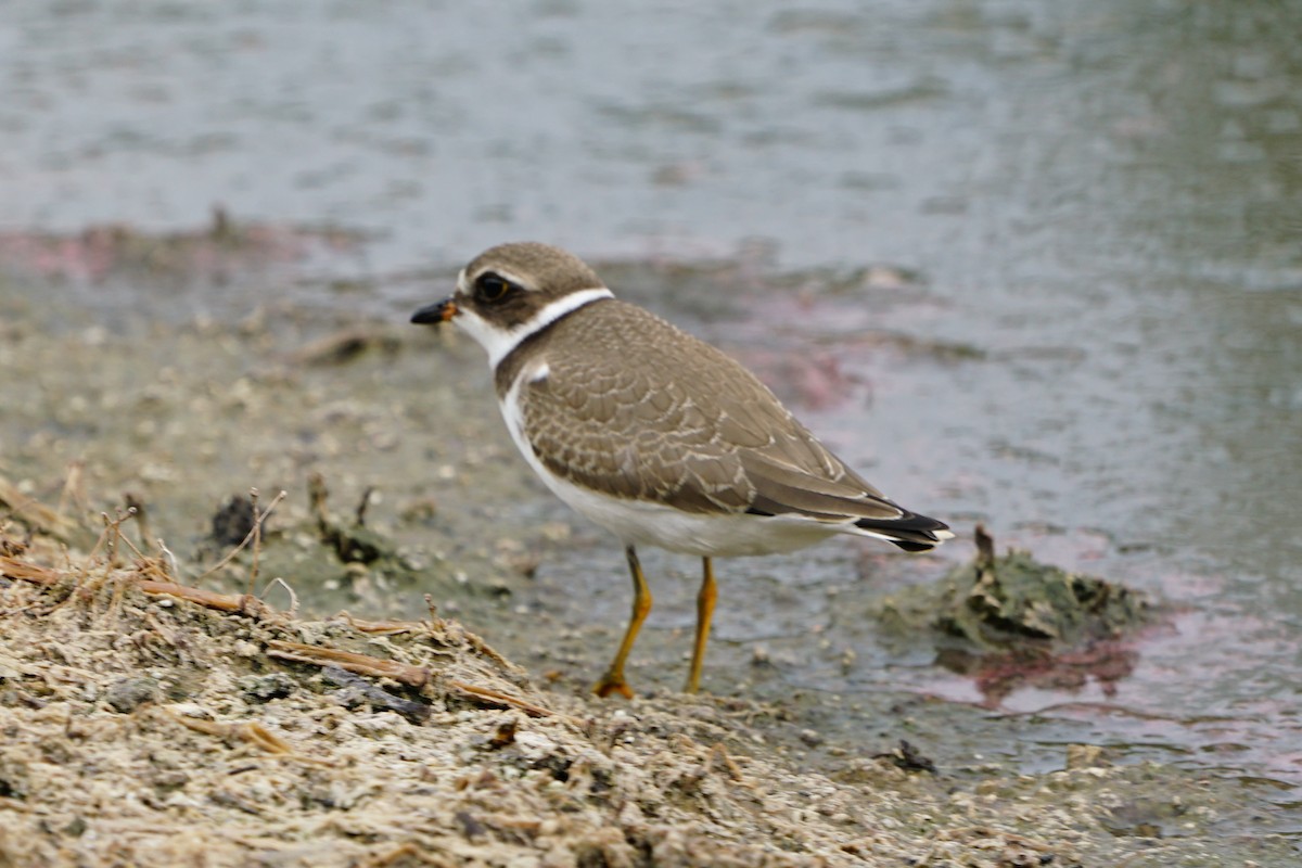 Semipalmated Plover - ML113958191